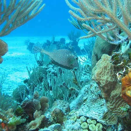 El Pisito La Dolce 卡门港